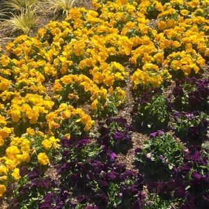 Meet your Posher, Joana